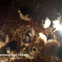 جوجه مرغ گلین|حیوانات مزرعه|بیرجند, |دیوار