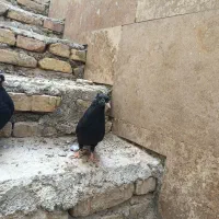 کبوتر|پرنده|اصفهان, بهارستان (مخابرات)|دیوار