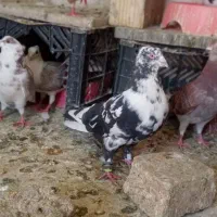 یک عدد زاغ بوره نر شرور  ی عدد زاغ شاپر سفید نر