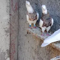 طوقی نر باجوجه