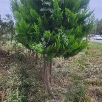 کاج|گل و گیاه طبیعی|صومعهسرا, |دیوار
