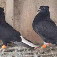 زاغ دم سفید کاکلی