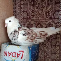 کبوتر هما