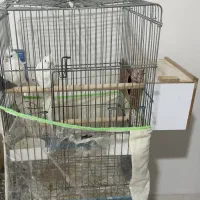 جفت عروس مولد آلبینو