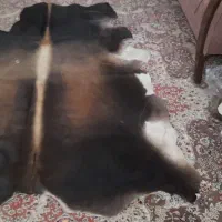 پوست طبیعی گاو تزئینی