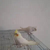 عروس هلندی نر و ماده با قفس و وسایل کامل|پرنده|شیراز, سلطان آباد|دیوار