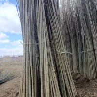 نهال صنوبر ترکیه۳ متری   فقط و فقط ۲۰ هزار تومان