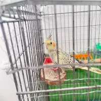 فروش عروس هلندی|پرنده|شیراز, ارم|دیوار