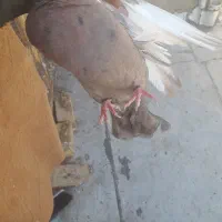 کفتر سینه ای نر|پرنده|شیراز, شهرک قمشه|دیوار