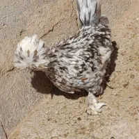 مرغ سلطان|حیوانات مزرعه|زاگرس, |دیوار