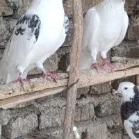 کبوتر پاجفتی...