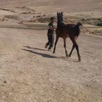 نریون عرب|اسب و تجهیزات اسبسواری|بروجرد, |دیوار