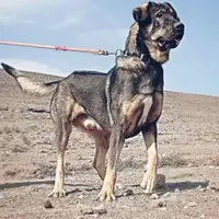 گمشده