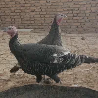 بغلمون ماده|حیوانات مزرعه|مشهد, شهید شهریاری|دیوار