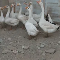 قو غاز چینی اصل