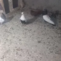 کبوتر نر و ماده کله سیاه|پرنده|اشترینان, |دیوار