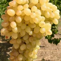 انواع نهال زودبازده و پربار میوه‌ و خشکبار