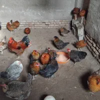 مرغ محلی تخم گذار