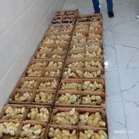 بیوتی 6|حیوانات مزرعه|تهران, شهرآرا|دیوار