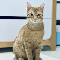 واگذاری گربه dsh