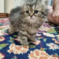 یک عدد بچه گربه بازی گوش پرشین