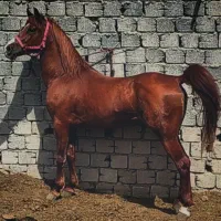 اسب