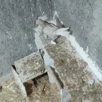 کفتر  دم سفید