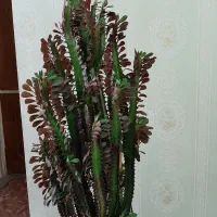 کاکتوس افوربیا اینگنس ۷ ساله