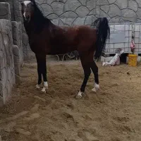 فروش چند راس اسب