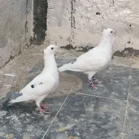 سفید پلاکی کاکلی بیرجندی یا پاکستانی|پرنده|شیراز, حجت آباد|دیوار