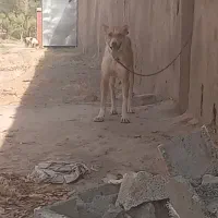 سگ گوسفندی