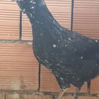 جوجه و نیمچه گلین