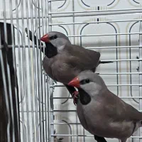 جفت فنچ کراواتی|پرنده|رشت, ساغری سازان|دیوار
