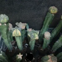 گل گیاه کاکتوس|گل و گیاه طبیعی|قم, پردیسان|دیوار