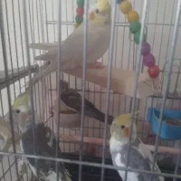 عروس هلندی .پرنده