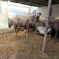 گوسفند افشار ‌. جوان .ابست