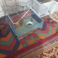 قناره|پرنده|بستان آباد, |دیوار