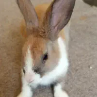 نمیتونم نگهش دارم