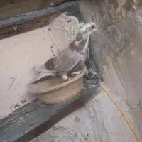 کبوتر پرشی|پرنده|قم, دروازه ری|دیوار