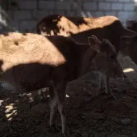 گاو با گوساله ابستن|حیوانات مزرعه|شادگان, |دیوار