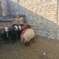 میش افشاری خوشکل ابست