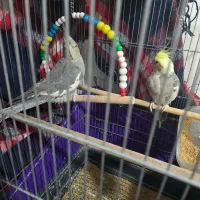 عروس هلندی|پرنده|اسلامشهر, مطهری|دیوار