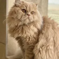 گربه پرشین اصیل خالی