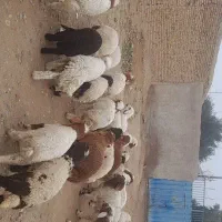 29عدد بره نر تمری درجه یک هستند