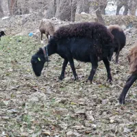 ۹ رئس میش افشاری دوقولوزا درشت.. بره بز نربز|حیوانات مزرعه|قیامدشت - خاورشهر, |دیوار