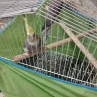 ویژه ویژه عروس هلندی|پرنده|اسلامآباد غرب, |دیوار