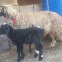 میش اصلی بختیاری زاییده با بره نر فروشی