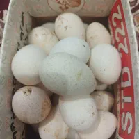 تخم بوقلمون