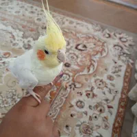 عروس هلندی نر|پرنده|لاران, |دیوار