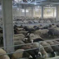 گله داری گوسفند و سرایداری